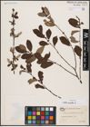 Foto von Salix aurita L.
